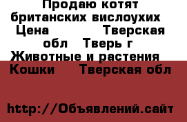 Продаю котят британских вислоухих › Цена ­ 3 000 - Тверская обл., Тверь г. Животные и растения » Кошки   . Тверская обл.